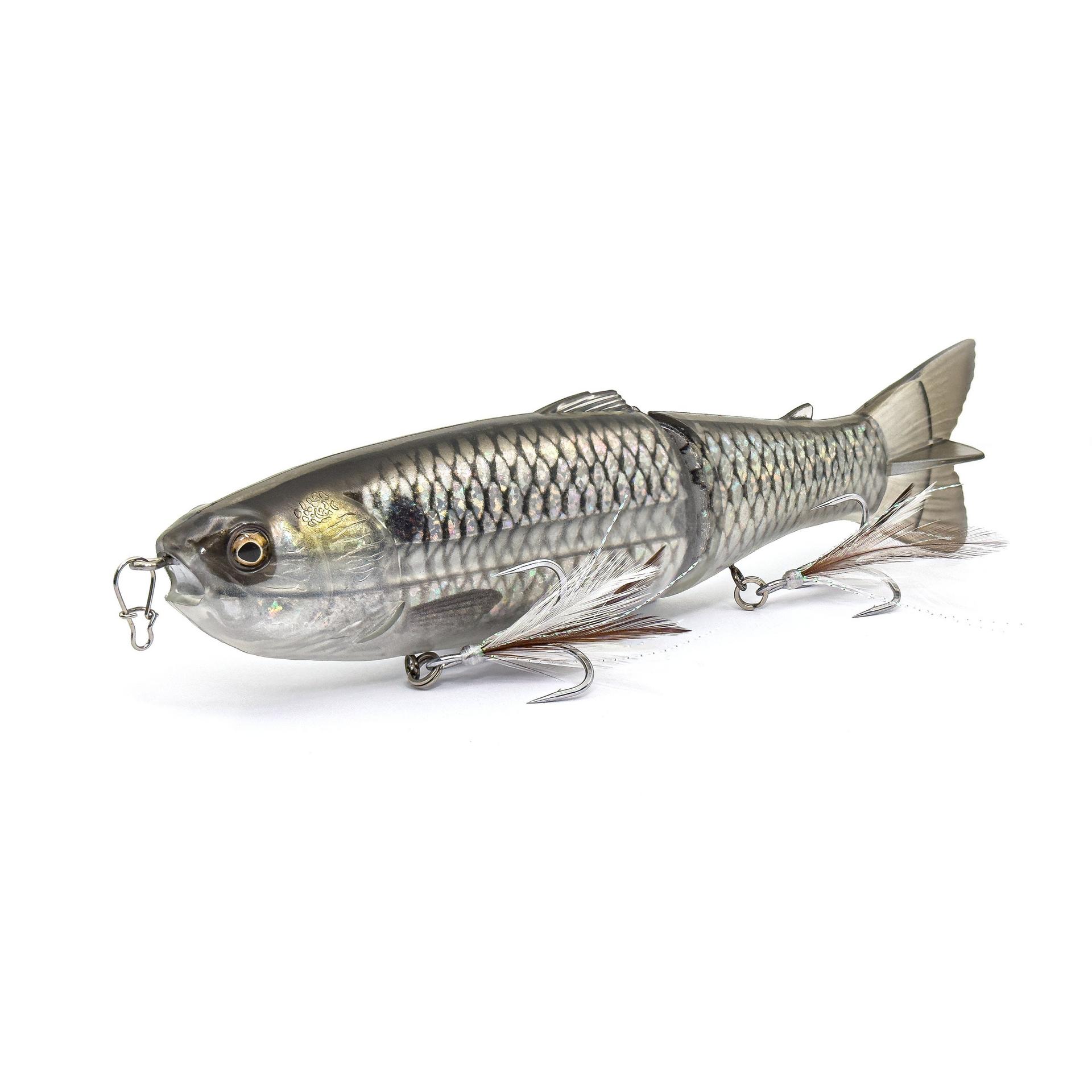 Scandal Gizzard Shad / 7.8 in